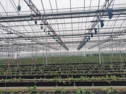 浙江海寧金輝果蔬項目