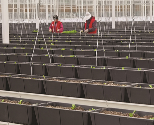 吊掛式草莓栽培種植系列