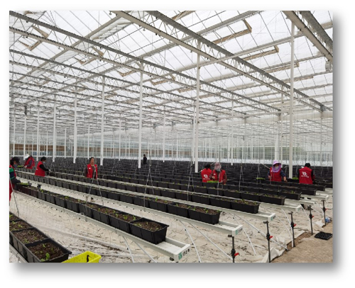 草莓類栽培槽種植系統(tǒng)