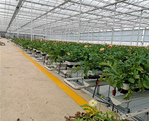 鮮切花卉類栽培槽種植系統(tǒng)