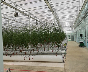 植物根部通風循環(huán)系統(tǒng)