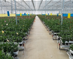 鮮切花卉類(lèi)栽培槽種植系統(tǒng)